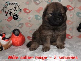 chiot eurasier